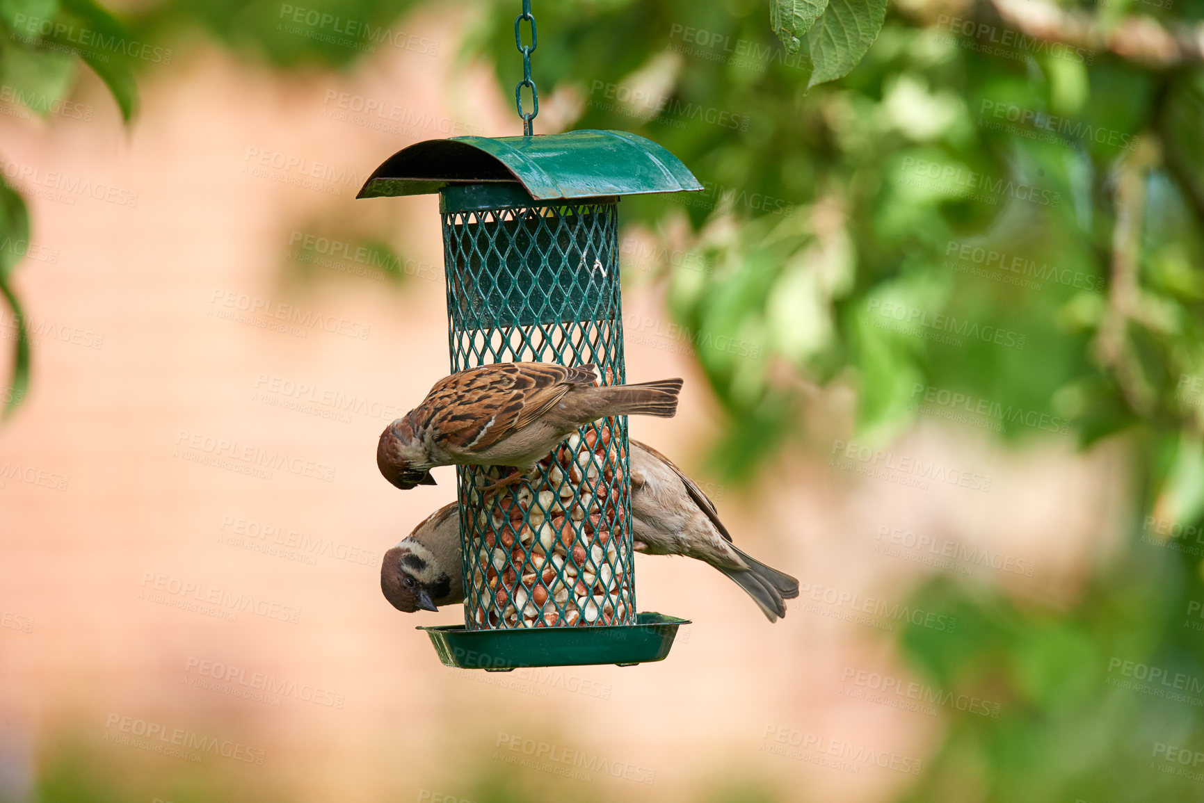 Buy stock photo Backyard, trees and sparrow in bird feeder with corn for eating for growth and care. Preservation, conservation and sustainability with food or nutrition in garden for animals as healthy livestock