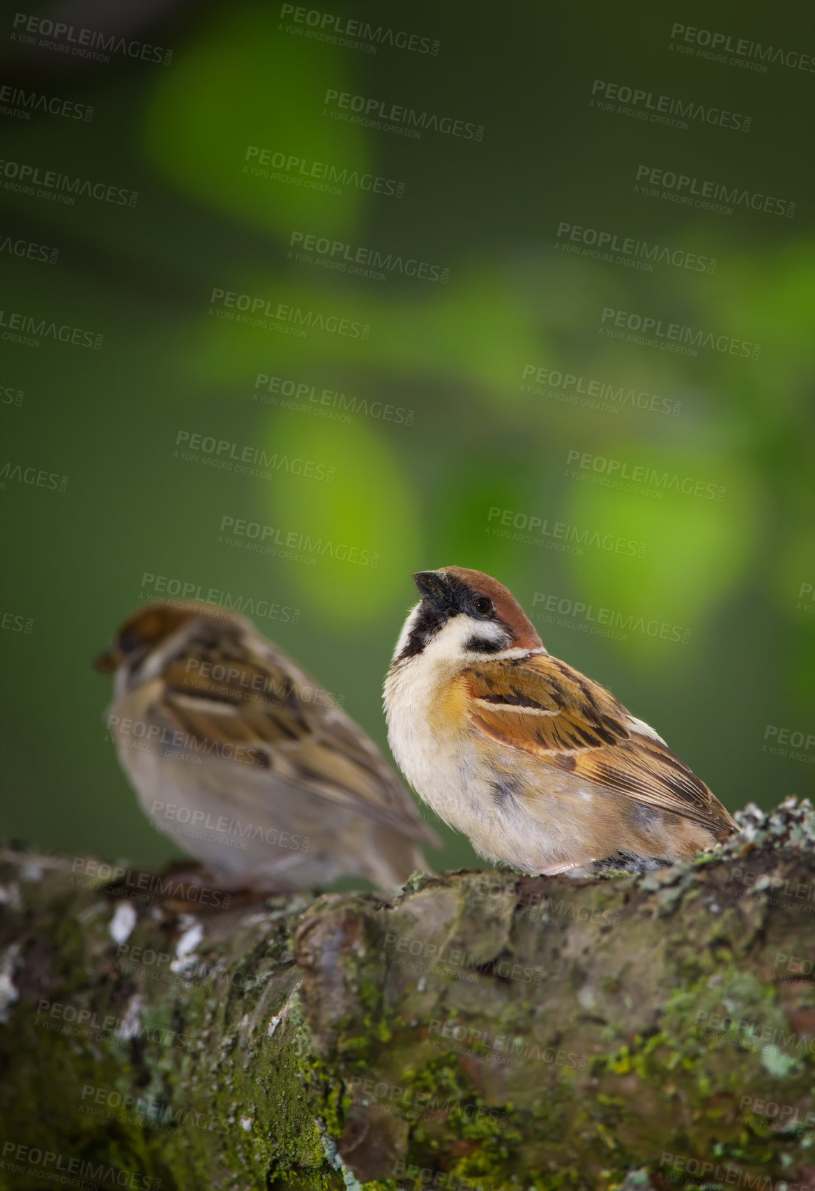 Buy stock photo Sparrows are a family of small passerine birds, Passeridae. They are also known as true sparrows, or Old World sparrows, names also used for a particular genus of the family, Passer