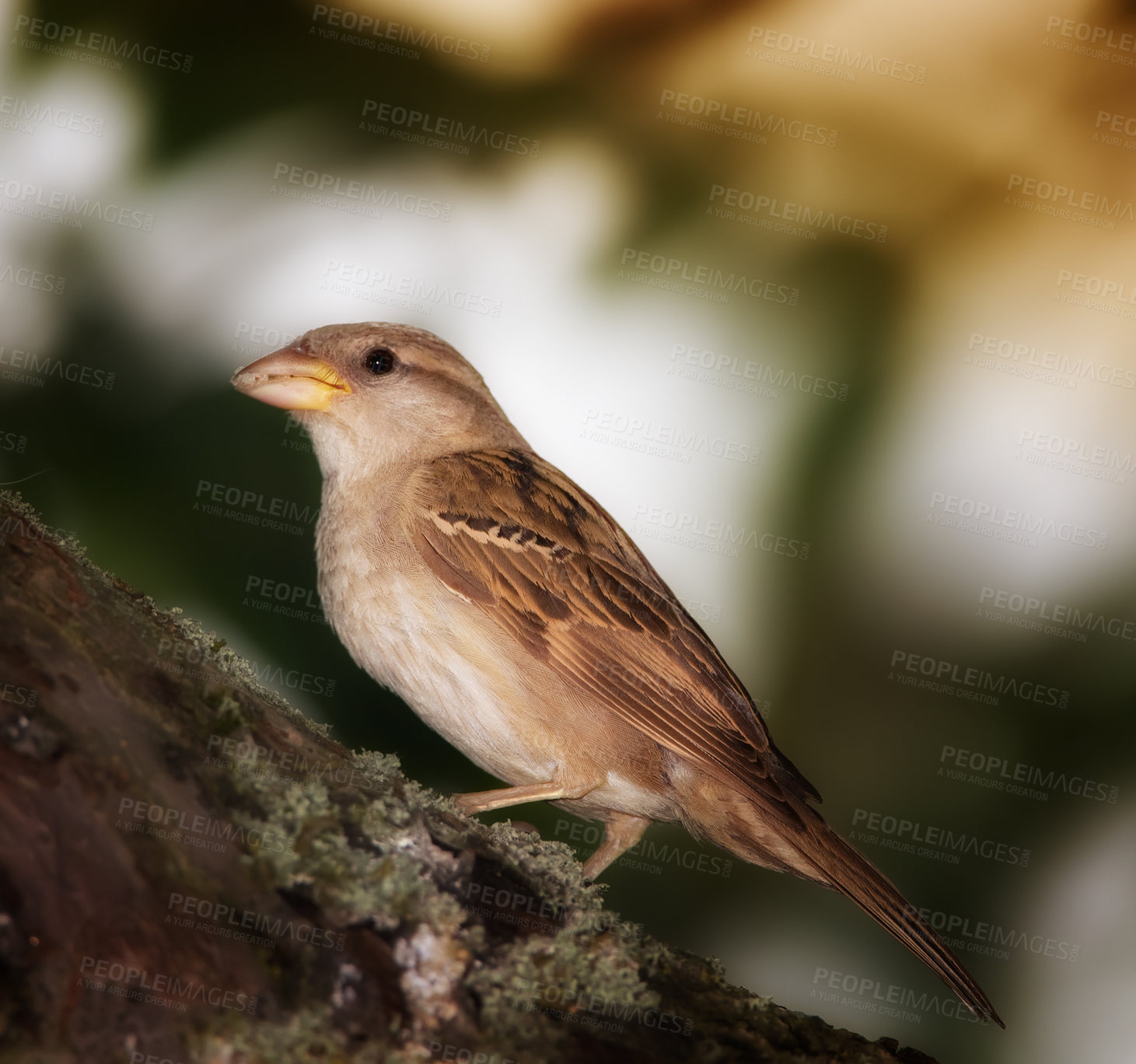 Buy stock photo Sparrow, bird and eating on tree in nature for ecology, nutrition or conservation of ecosystem. Wildlife, animal or feeding on branch with food, sustainability or insect control in habitat with space