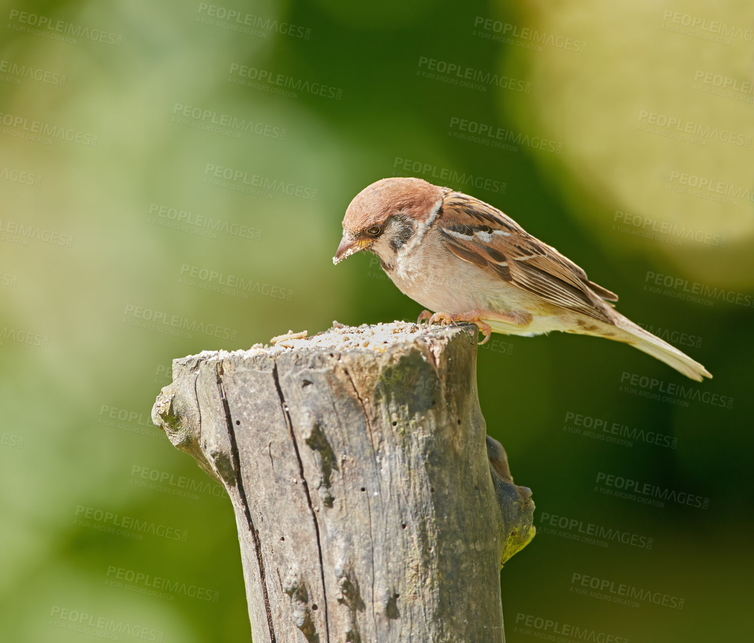 Buy stock photo Bird, sparrow and outdoor in park on log for relax in natural environmental habitat, sustainability and wildlife. Passeridae, animal and branch in nature or garden with green background in Europe.