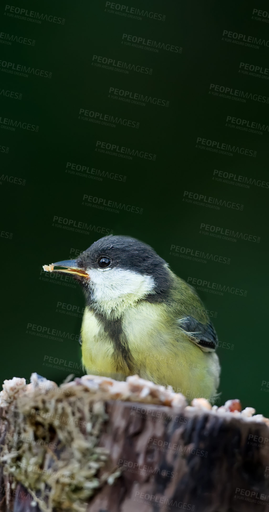 Buy stock photo Conservation, feathers and wildlife with bird on tree stump in natural environment for sustainability. Ecosystem, habitat and nature with Great Tit outdoor on dark background for ecology or flight