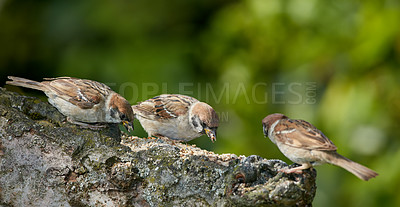 Buy stock photo Bird, sparrow and eating in tree for ecology, sustainability and feeding in natural habitat. Garden, seed and outdoor yard branch for protection, migration and watching in environment in wilderness