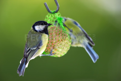 Buy stock photo Bird, great tit or feeder in nature with seeds, food or tallow ball for sustenance. Animal, colorful feathers or eating on hanging net for survival, protection or preparation for winter in Europe