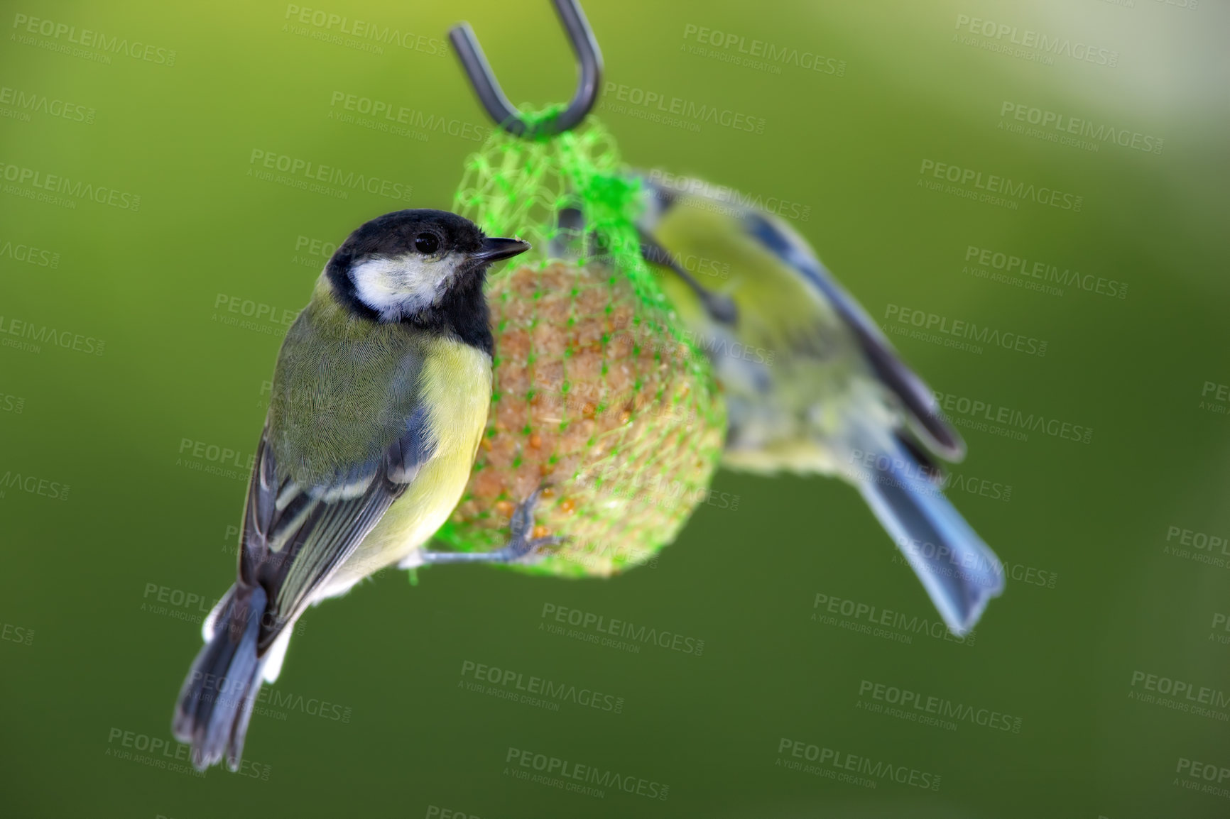 Buy stock photo Bird, great tit or feeder in nature with seeds, food or tallow ball for sustenance. Animal, colorful feathers or eating on hanging net for survival, protection or preparation for winter in Europe