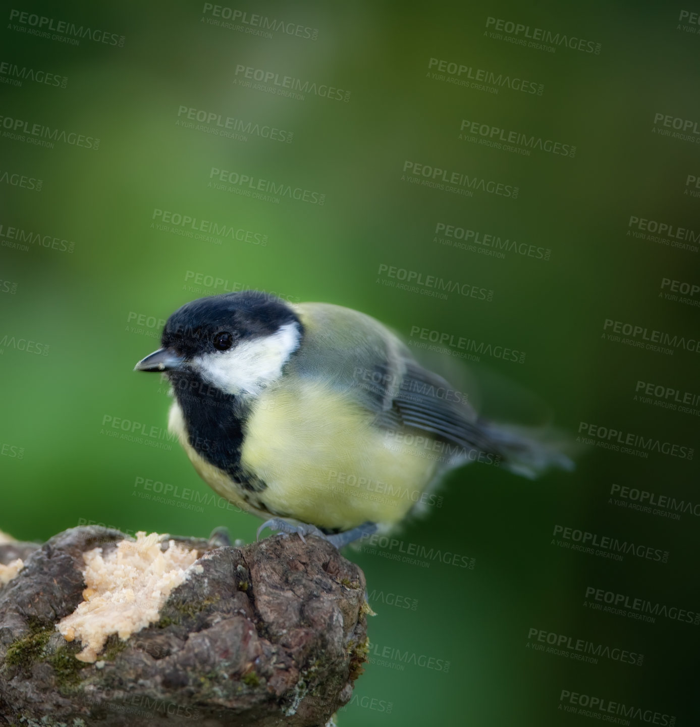 Buy stock photo Conservation, habitat and nature with bird on tree stump in natural environment for sustainability. Ecosystem, feathers and wildlife with Great Tit outdoor on dark background for ecology or flight