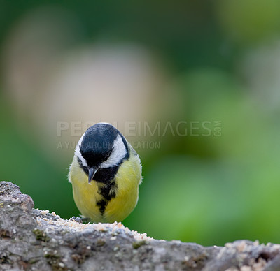 Buy stock photo Conservation, nature and wildlife with bird outdoor on rock in natural environment for sustainability. Ecosystem, feathers and habitat with Great Tit on green background for ecology or flight