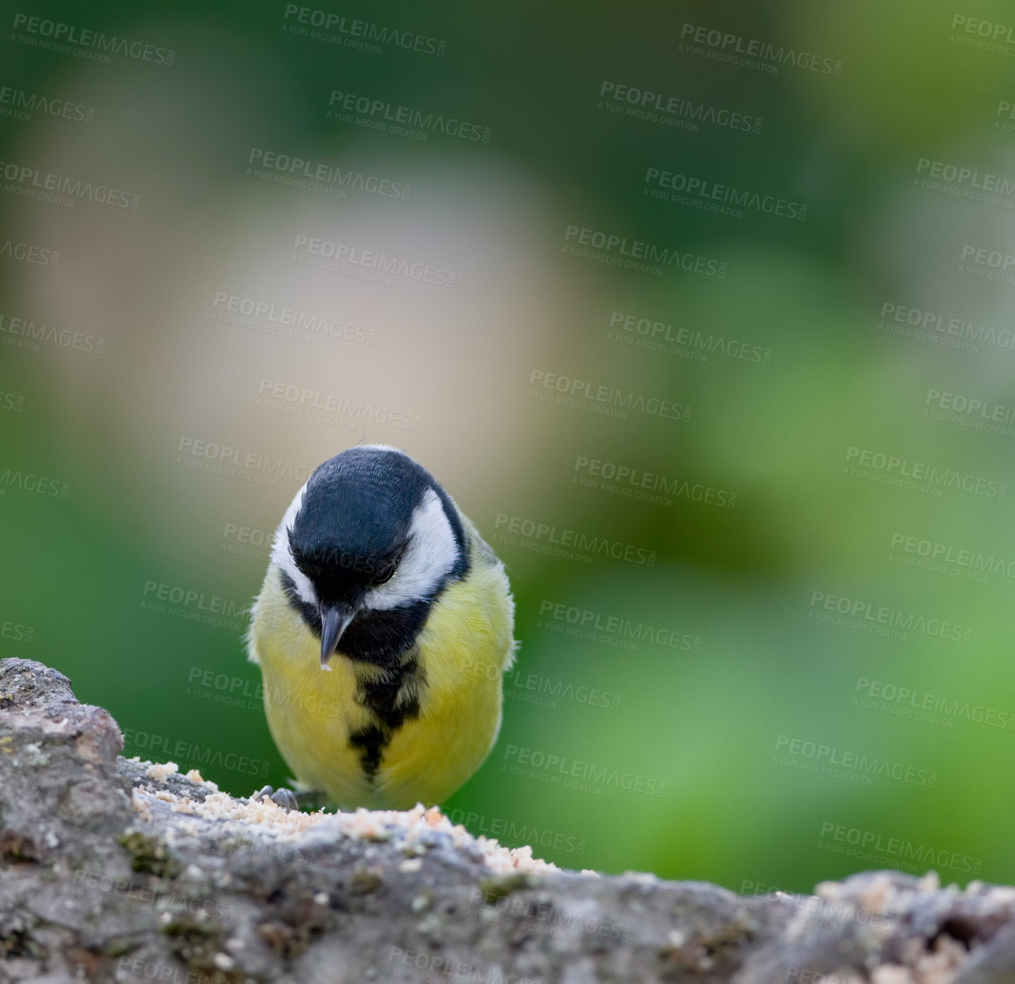 Buy stock photo Conservation, nature and wildlife with bird outdoor on rock in natural environment for sustainability. Ecosystem, feathers and habitat with Great Tit on green background for ecology or flight
