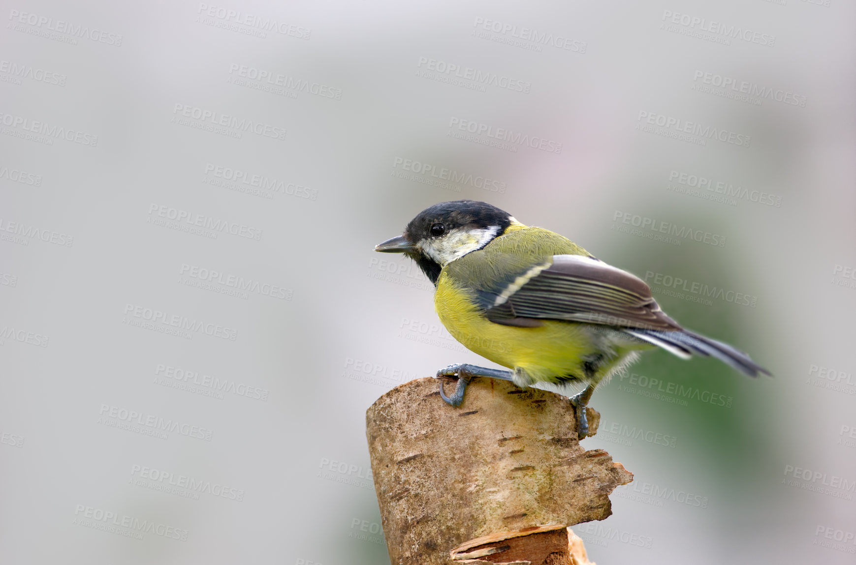 Buy stock photo Bird, forest and outdoor on tree in habitat, relax and nature ecosystem for animal in jungle. Travel, woods and calm wings in wilderness, sustainable environment and branch for tropical harmony