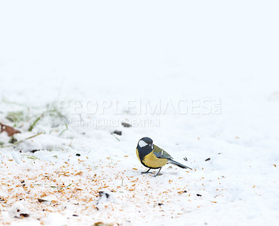 Buy stock photo White background, snow and bird in nature for ecology, natural habitat or conservation of outdoor ecosystem. Wildlife, parus major or colorful animal feeding for sustainability and insect control