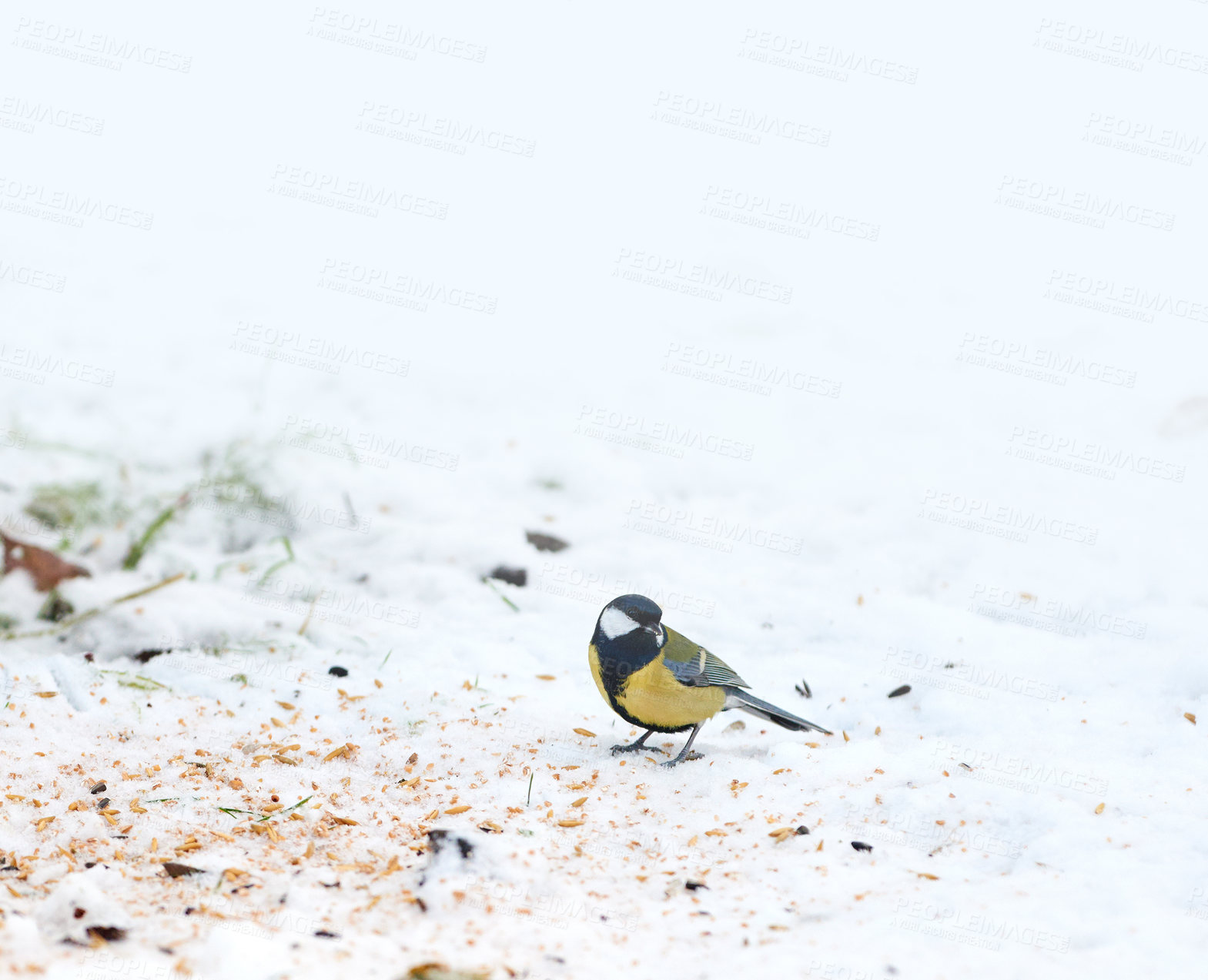 Buy stock photo White background, snow and bird in nature for ecology, natural habitat or conservation of outdoor ecosystem. Wildlife, parus major or colorful animal feeding for sustainability and insect control