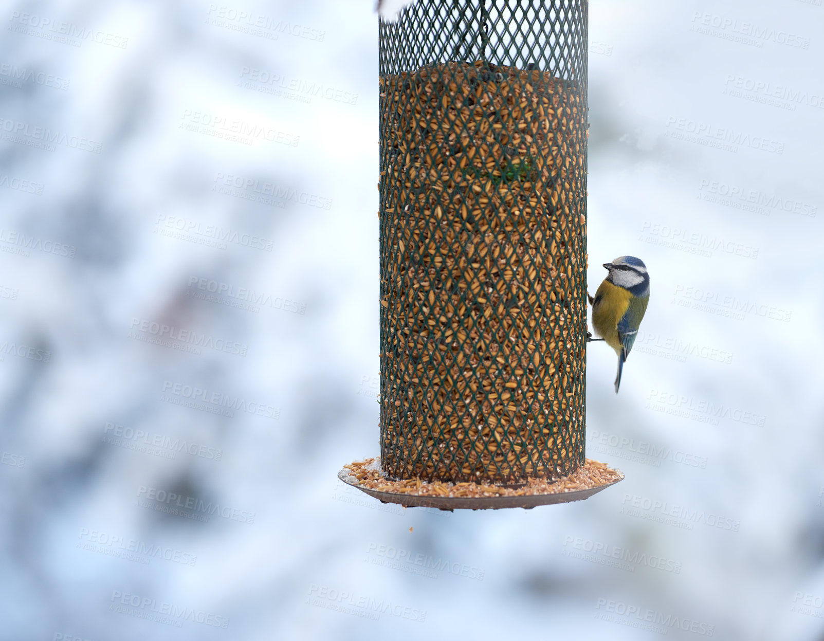 Buy stock photo Great tit, bird or feeder in tree with seeds, grain and eating for sustenance. Animal, colorful feathers or resting on hanging wire frame for survival, protection or preparation for winter in Europe