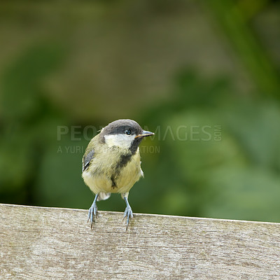 Buy stock photo The Eurasian blue tit is a small passerine bird in the tit family Paridae. The bird is easily recognisable by its blue and yellow plumage.