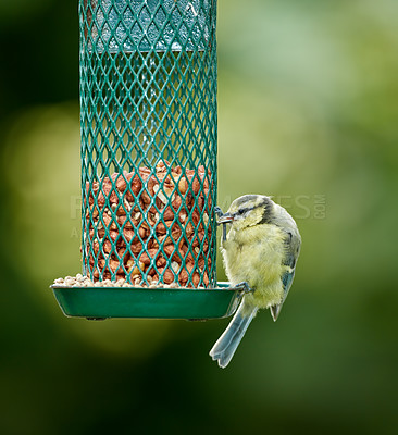 Buy stock photo Birds, eating and nuts in park or nature for nutrition, hunger and feeding for environmental habitat. Eurasian blue tit, tree and outdoor with food for animal or wildlife in Europe and conservation.