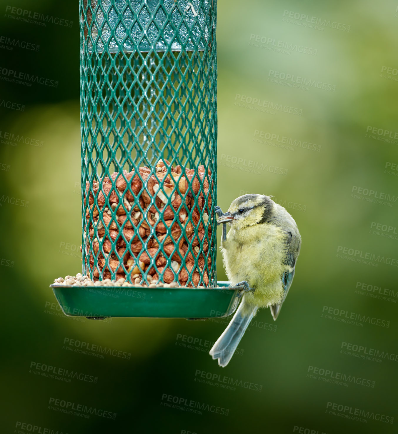 Buy stock photo Birds, eating and nuts in park or nature for nutrition, hunger and feeding for environmental habitat. Eurasian blue tit, tree and outdoor with food for animal or wildlife in Europe and conservation.