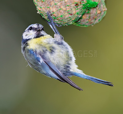 Buy stock photo Conservation, nature and wildlife with bird on nest in natural environment for sustainability. Ecosystem, feathers and habitat with Blue Tit outdoor on green background for ecology or flight