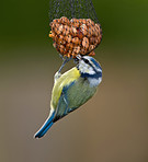 The Great Tit - Parus major