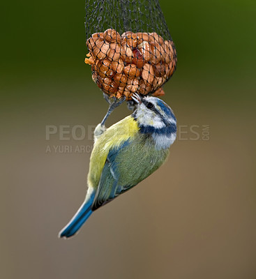 Buy stock photo Bird, blue tit or feeder in nature with seeds, food or tallow ball for sustenance. Animal, colorful feathers or eating on hanging net for survival, protection or preparation for winter in Europe