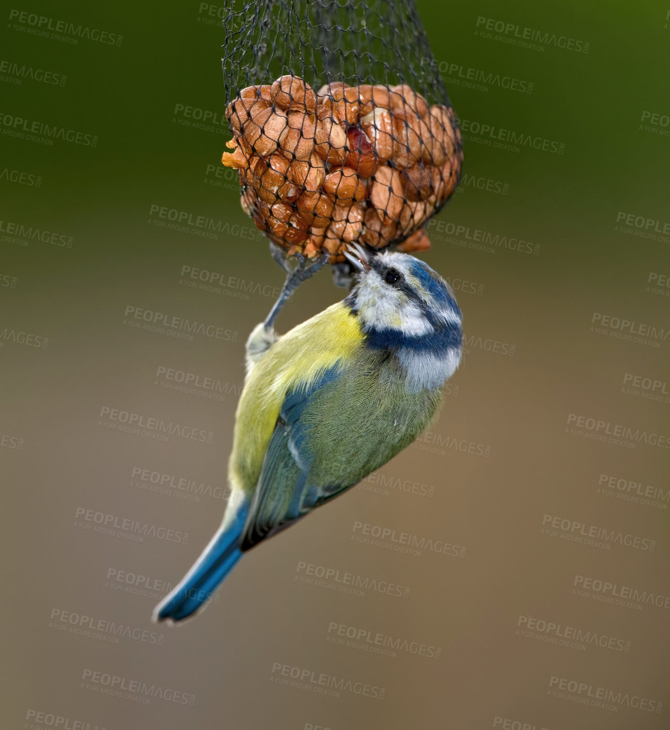 Buy stock photo Bird, blue tit or feeder in nature with seeds, food or tallow ball for sustenance. Animal, colorful feathers or eating on hanging net for survival, protection or preparation for winter in Europe