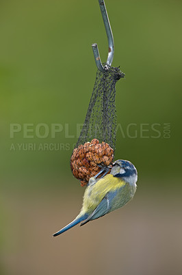 Buy stock photo Bird, blue tit or eating in nature with seeds, food or tallow ball for sustenance. Animal, colorful feathers or resting on hanging net for survival, protection or preparation for winter in Europe