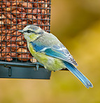 The Great Tit - Parus major