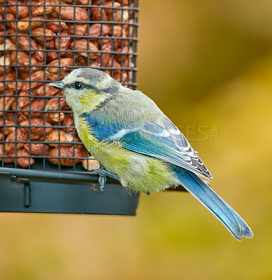 Buy stock photo Bird, eating and food in tree or nature for nutrition, hunger and feeding for environmental habitat. Eurasian blue tit, park and outdoor with nuts for animal or wildlife in Europe and conservation.