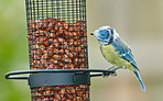 The Great Tit - Parus major