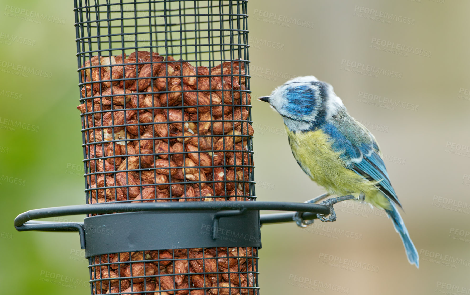 Buy stock photo Bird, eating and food in tree or outdoor for nutrition, hunger and feeding for environmental habitat. Eurasian blue tit, park and nature with nuts for animal or wildlife in Europe and conservation.