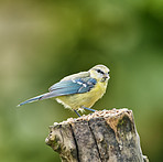 The Great Tit - Parus major