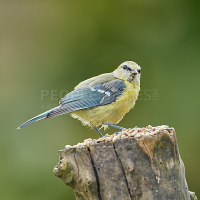 Buy stock photo The Eurasian blue tit is a small passerine bird in the tit family Paridae. The bird is easily recognisable by its blue and yellow plumage.