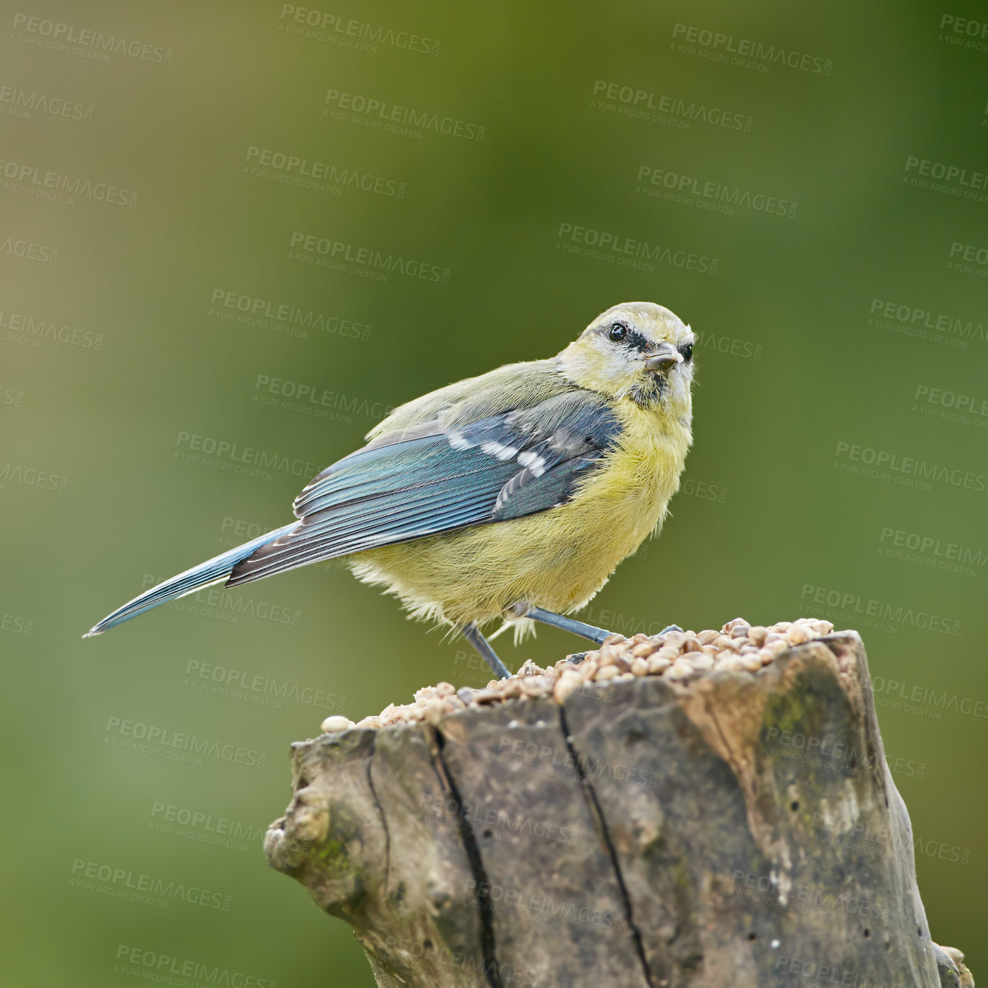 Buy stock photo The Eurasian blue tit is a small passerine bird in the tit family Paridae. The bird is easily recognisable by its blue and yellow plumage.