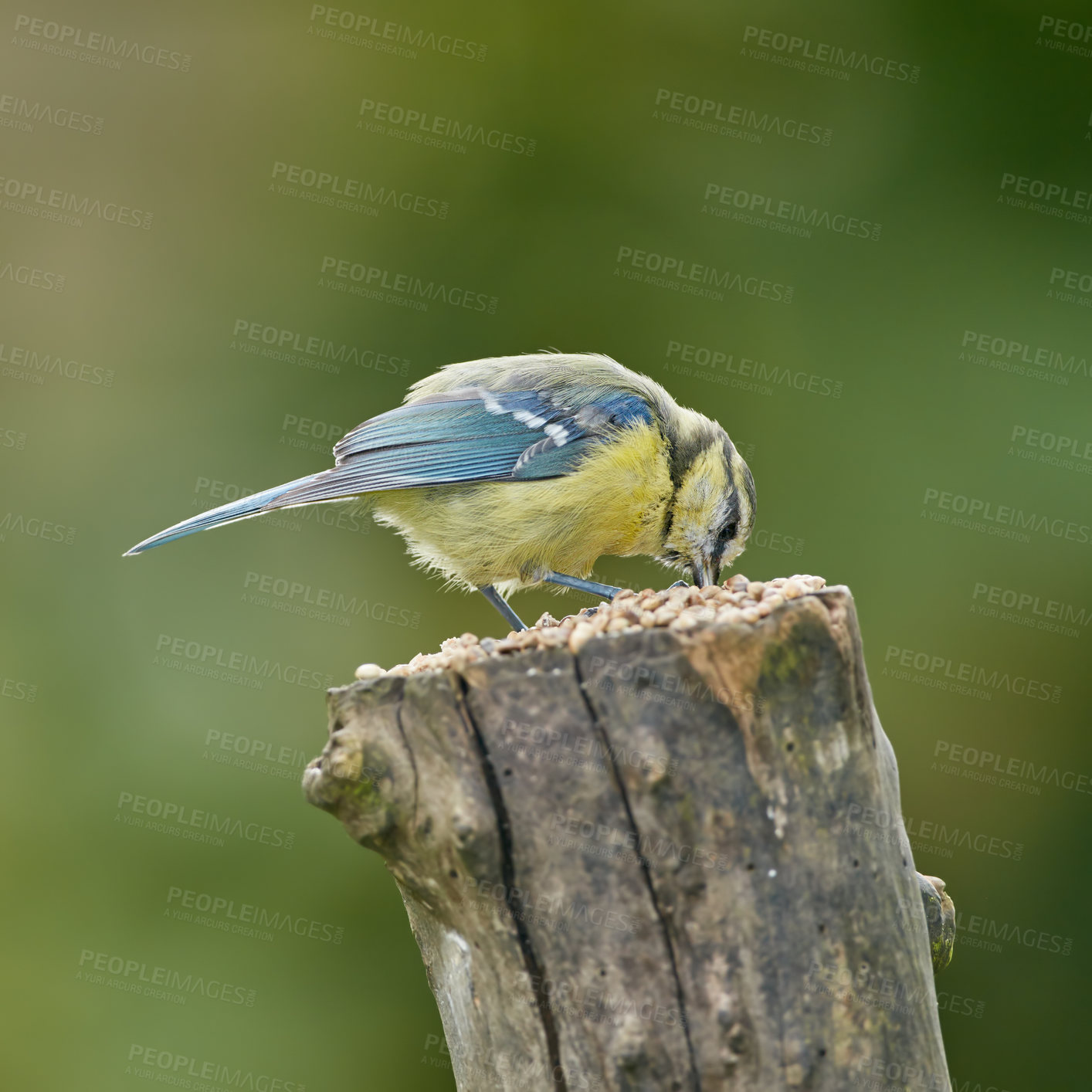 Buy stock photo Bird, feeding and outdoor food on tree, habitat and nature ecosystem for animal nutrition in jungle. Travel, woods and eating in forest for wildlife diet, sustainable environment and countryside