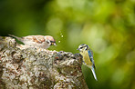 The Great Tit - Parus major