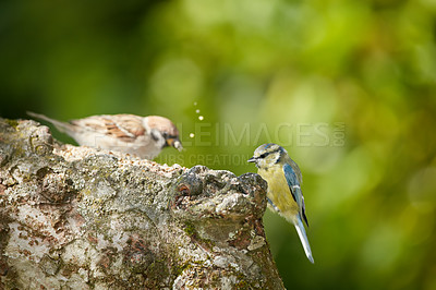 Buy stock photo Birds, blue tit and sparrow eating on tree for growth, sustenance and ecosystem in nature. Coexisting, small flying animals or food on branch with feathers, green background or habitat in environment