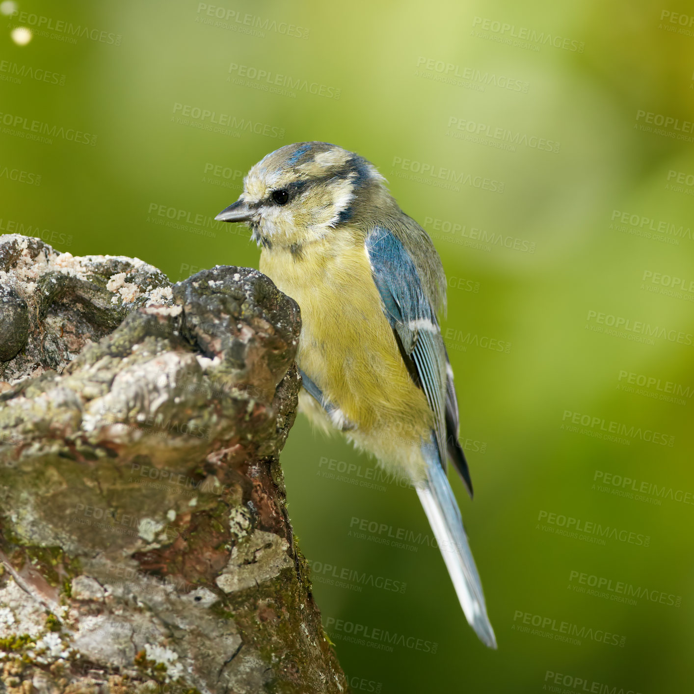 Buy stock photo Bird, eating and park in nature on log for relax in natural environmental habitat, sustainability and wildlife. Eurasian blue tit, animal and branch in outdoor garden with green background in Europe.