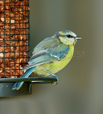 Buy stock photo Eurasian blue tit, bird and animal outdoor by cage feeder with nuts and eating food for healthy diet or nutrition. Hungry songbird, feather and wildlife conservation in environment, nature and zoo