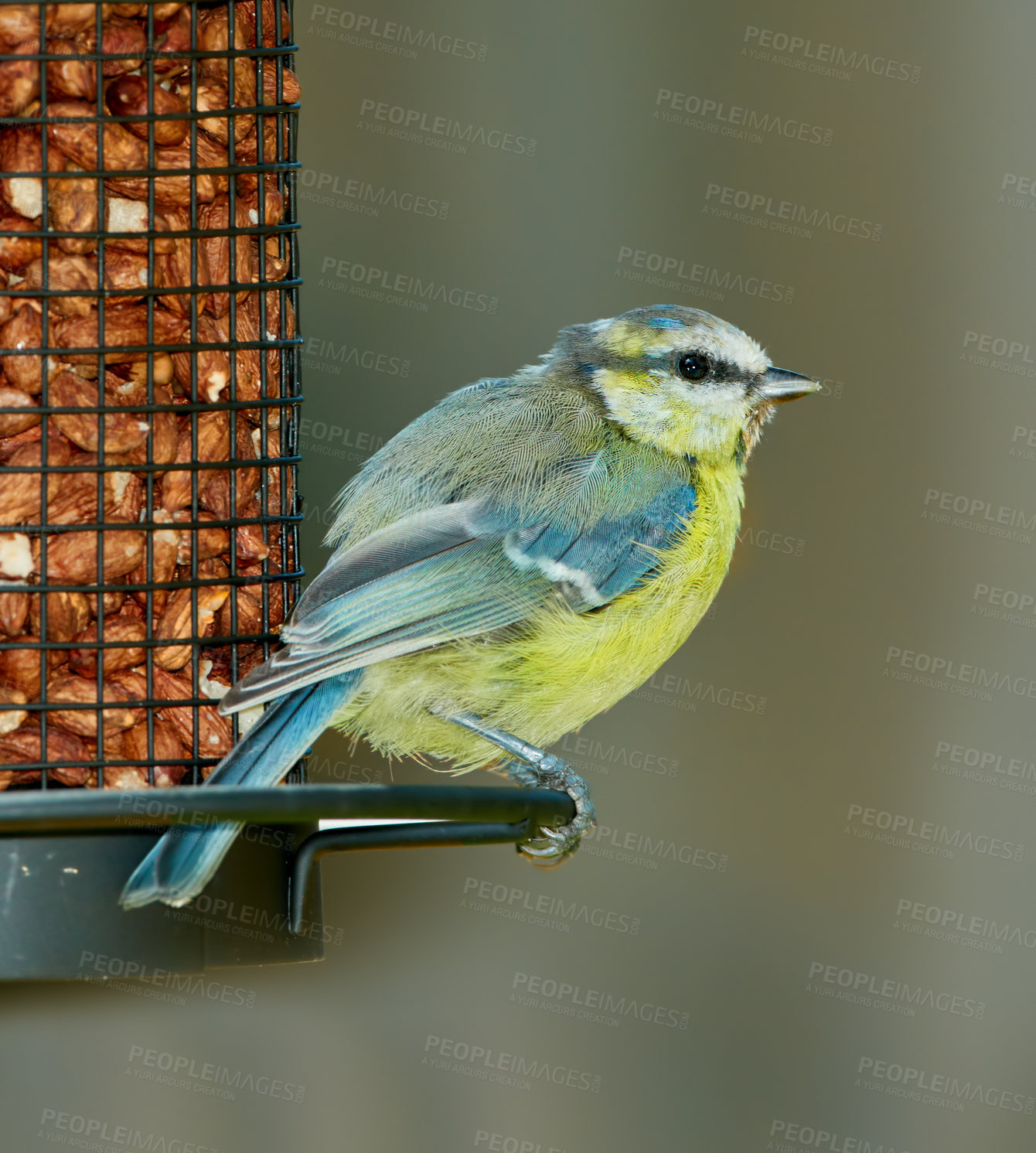 Buy stock photo Eurasian blue tit, bird and animal outdoor by cage feeder with nuts and eating food for healthy diet or nutrition. Hungry songbird, feather and wildlife conservation in environment, nature and zoo