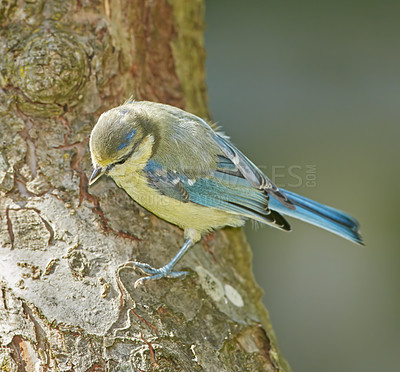 Buy stock photo Paridae, bird and tree in nature of ecosystem with insectivorous, natural habitat and biodiversity conservation. Animal, wings and evolution, pest control and environment health of survival skills