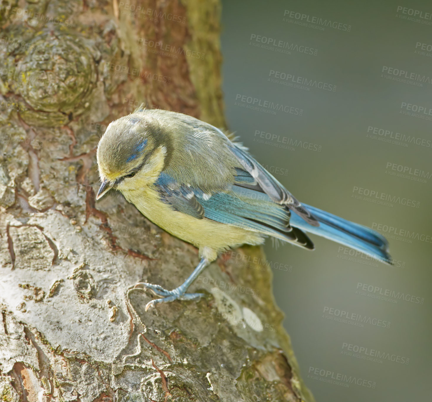 Buy stock photo Paridae, bird and tree in nature of ecosystem with insectivorous, natural habitat and biodiversity conservation. Animal, wings and evolution, pest control and environment health of survival skills