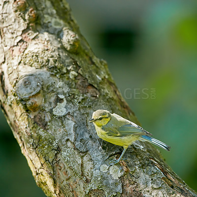 Buy stock photo Bird, garden and outdoor in nature on log to relax in natural environmental habitat, sustainability and wildlife. Eurasian blue tit, animal and branch in park with green background in Europe.