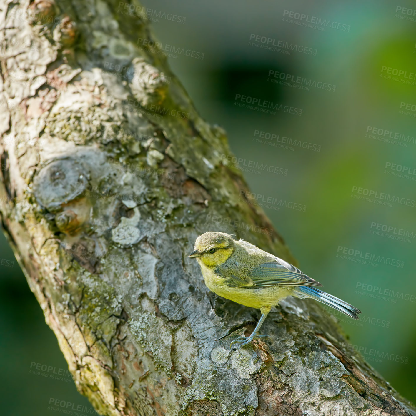 Buy stock photo Bird, garden and outdoor in nature on log to relax in natural environmental habitat, sustainability and wildlife. Eurasian blue tit, animal and branch in park with green background in Europe.