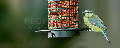 Buy stock photo Bird, tree and nuts in park or nature for nutrition, hunger and eating in environmental habitat. Eurasian blue tit, outdoor and feeder with food for animal or wildlife in Europe and conservation.