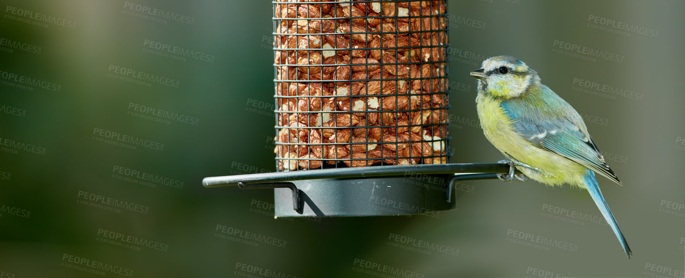 Buy stock photo Bird, tree and nuts in park or nature for nutrition, hunger and eating in environmental habitat. Eurasian blue tit, outdoor and feeder with food for animal or wildlife in Europe and conservation.