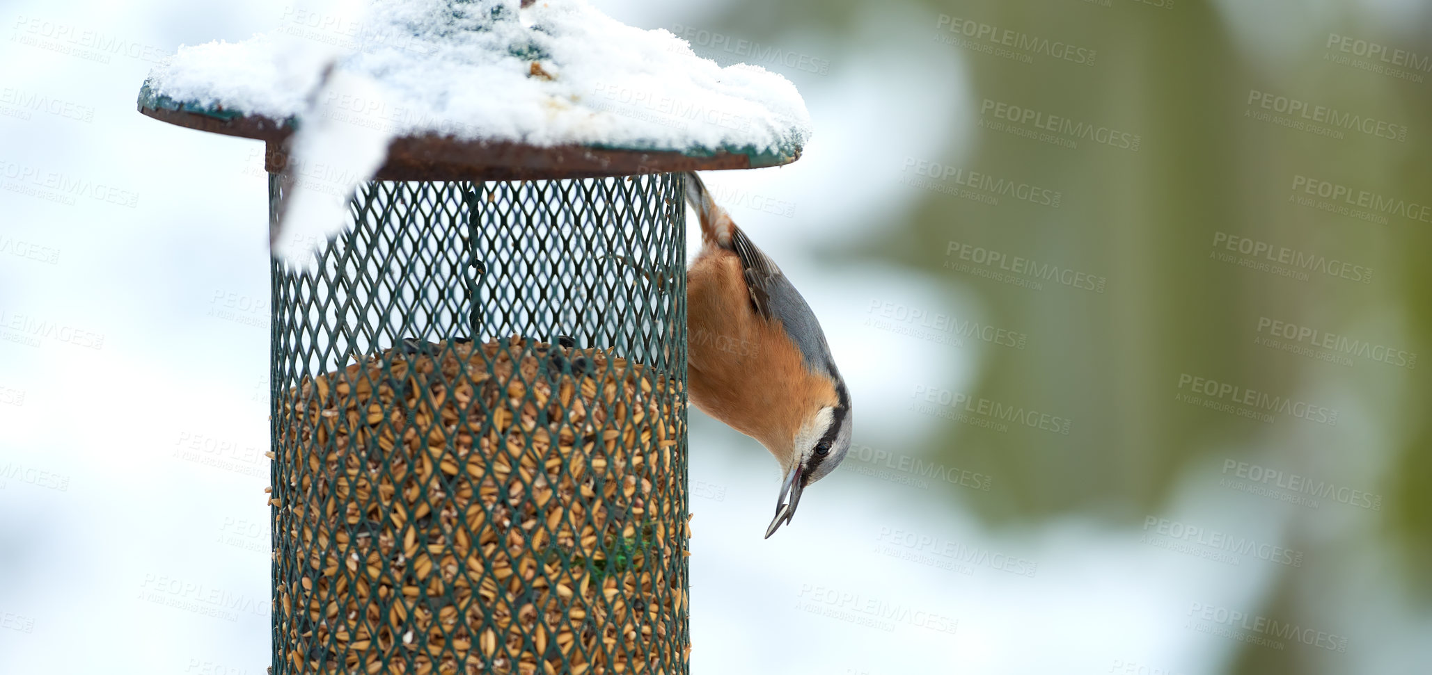 Buy stock photo Nuthatch - The nuthatches constitute a genus, Sitta, of small Sitta birds belonging to the family Sittidae. Characterised by large heads, short tails, and powerful bills and feet, nuthatches advertise their territory using loud, simple songs.