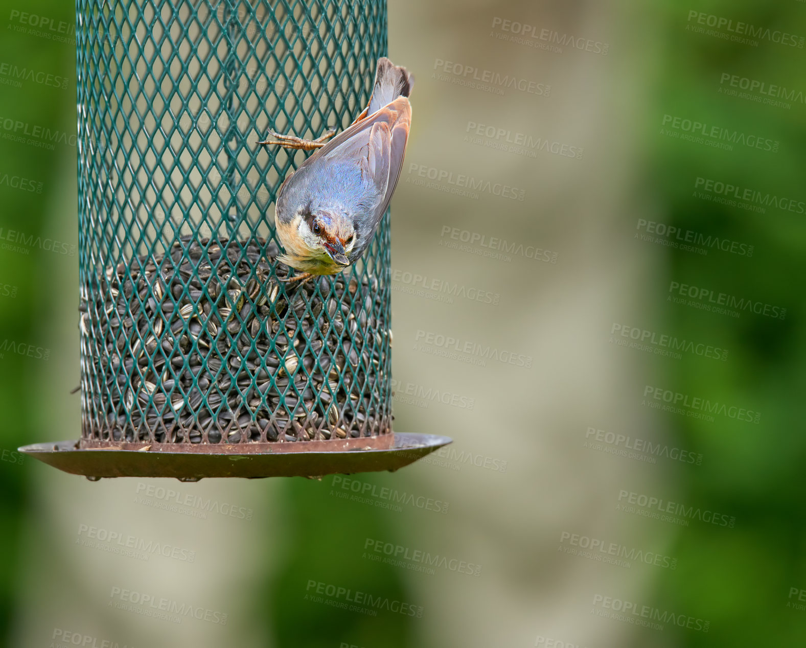 Buy stock photo Bird, eating and seeds in outdoor or nature for nutrition, hunger and feeding for environmental habitat. Passeridae, sparrow and tree with food for animal or wildlife in Europe and conservation.