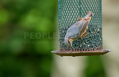 Buy stock photo Bird, eating and seeds in garden or nature for nutrition, hunger and feeding for environmental habitat. Passeridae, sparrow and tree with food outdoor for animal or wildlife in Europe or conservation