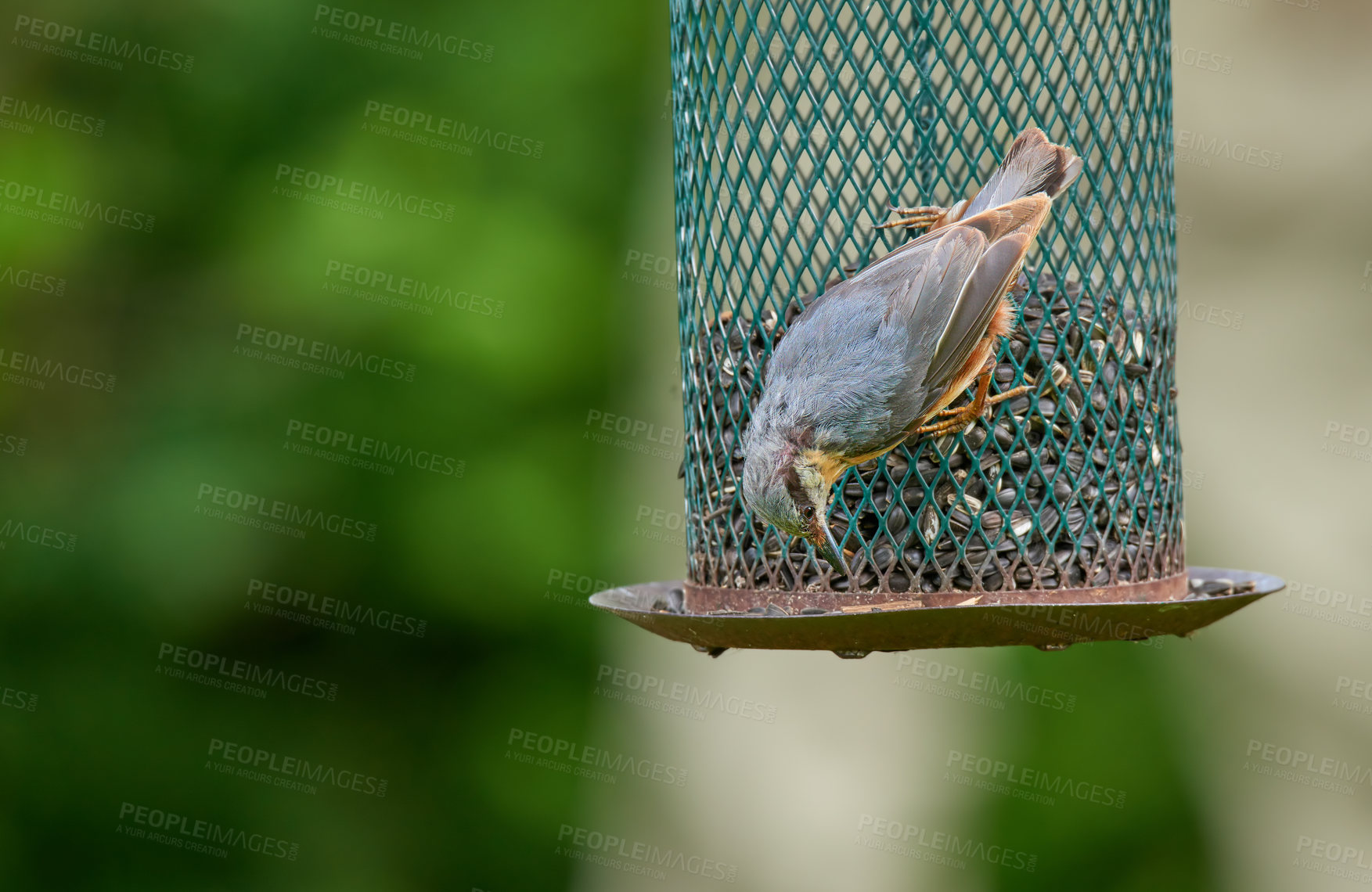 Buy stock photo Bird, eating and seeds in garden or nature for nutrition, hunger and feeding for environmental habitat. Passeridae, sparrow and tree with food outdoor for animal or wildlife in Europe or conservation