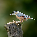 The Nuthatch