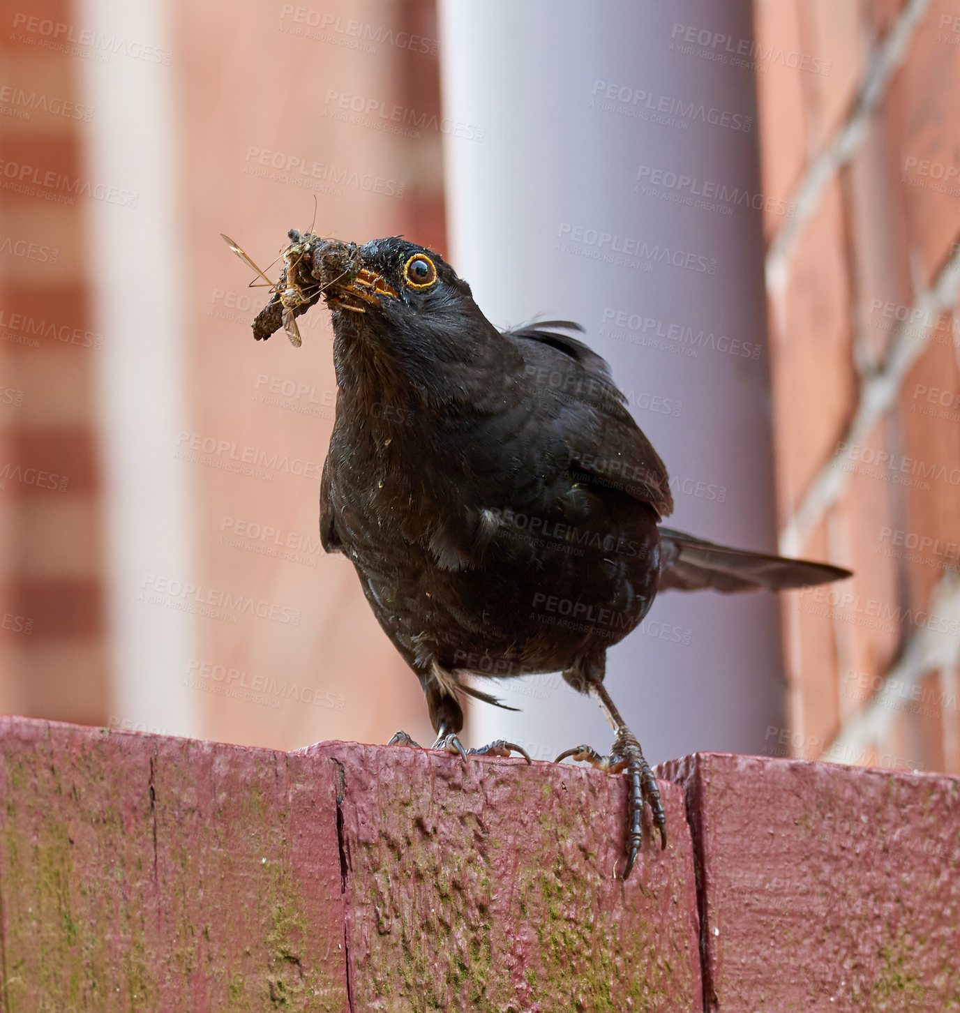 Buy stock photo Blackbird, eating and insect for food outdoor with nutrition balance, diet habits and pest control in environment. Animal, feather and nature in wildlife for survival, energy source or hunting skills