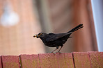 Blackbird - Turdus merula, male