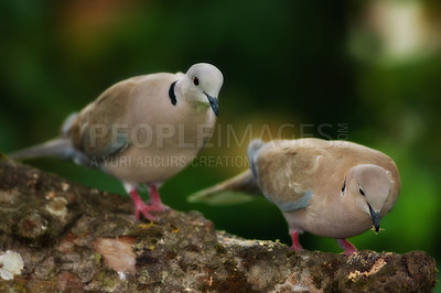 Buy stock photo Outdoor, turtle dove and birds in branch for eating, hungry and adaptation to environment habitat. Ecosystem, feather and wings of animals with insects, conservation or natural nutrition for wildlife